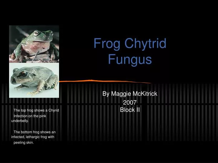 frog chytrid fungus by maggie mckitrick 2007 block ii
