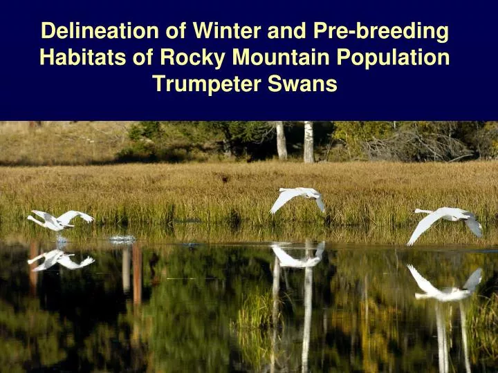 delineation of winter and pre breeding habitats of rocky mountain population trumpeter swans