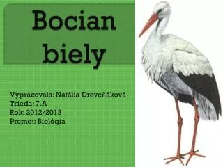 bocian biely