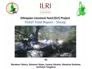 Ethiopian Livestock Feed (ELF) Project FEAST Field Report - Sheep