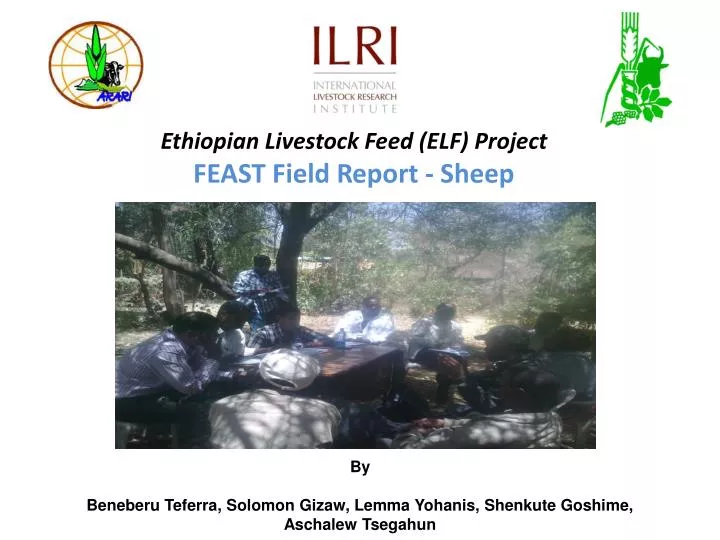ethiopian livestock feed elf project feast field report sheep
