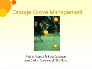 Orange Grove Management