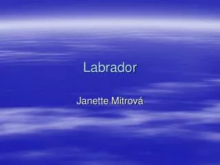 labrador
