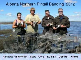 Alberta Northern Pintail Banding 2012