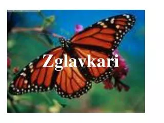 zglavkari