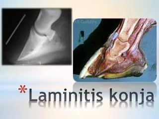 laminitis konja