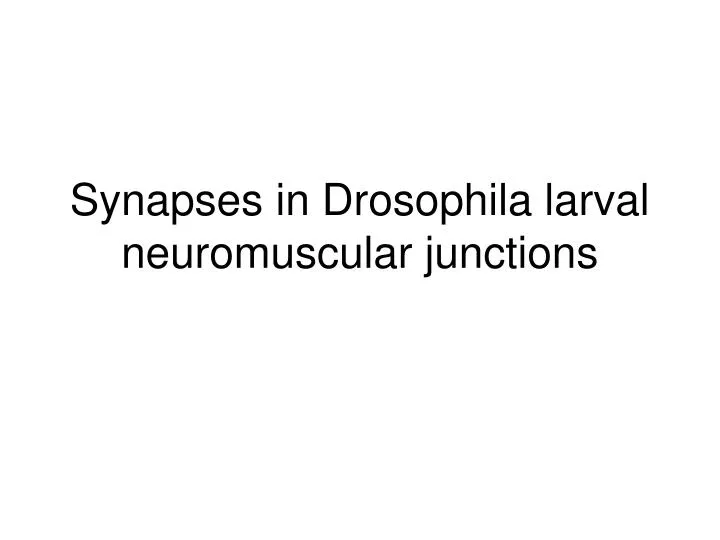 synapses in drosophila larval neuromuscular junctions