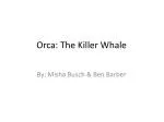 Orca: The Killer Whale - slide 1