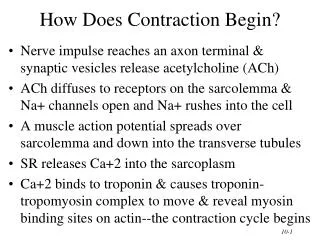how does contraction begin