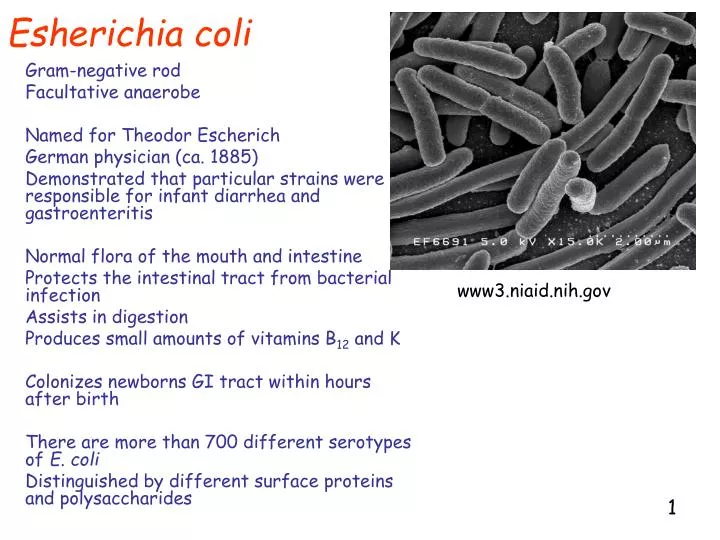 esherichia coli