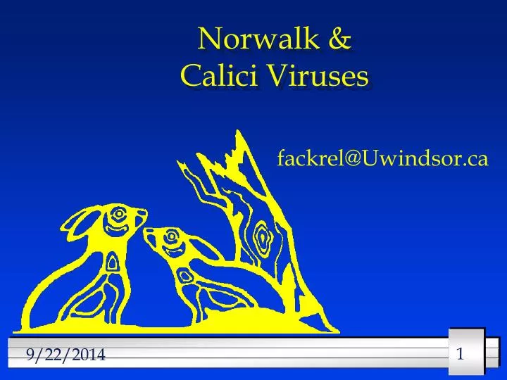 norwalk calici viruses