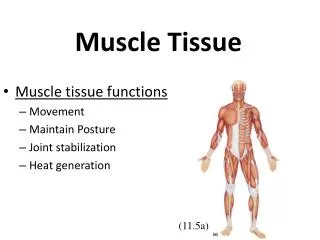 Muscle Tissue