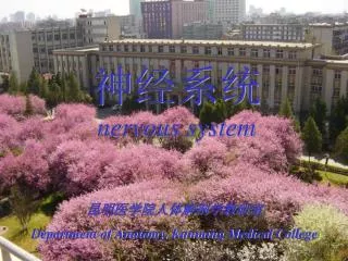 nervous system