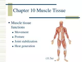 Chapter 10 Muscle Tissue