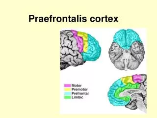 praefrontalis cortex