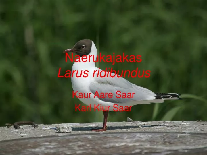 naerukajakas larus ridibundus