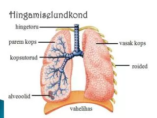 hingamiselundkond