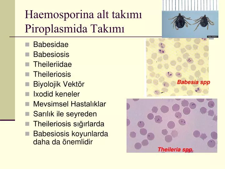 haemosporina alt tak m piroplasmida tak m