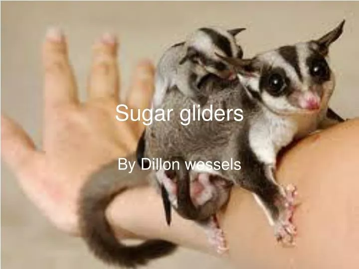 sugar gliders