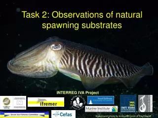 Task 2: Observations of natural spawning substrates