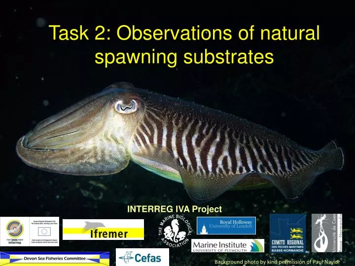 task 2 observations of natural spawning substrates