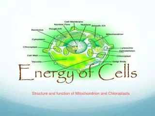 Energy of Cells