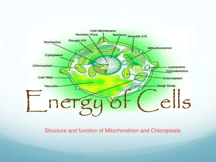 energy of cells