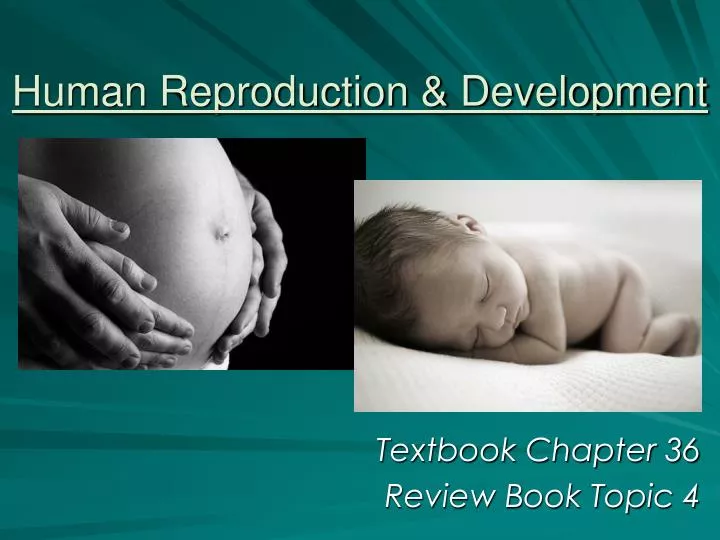 human reproduction development
