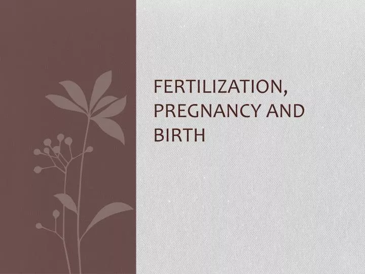 fertilization pregnancy and birth