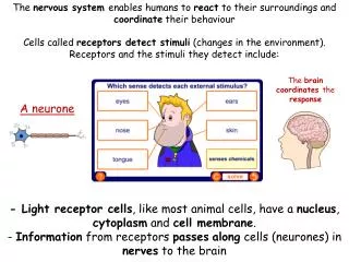 A neurone
