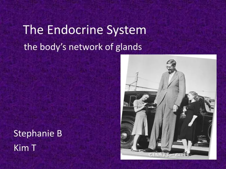 the endocrine system