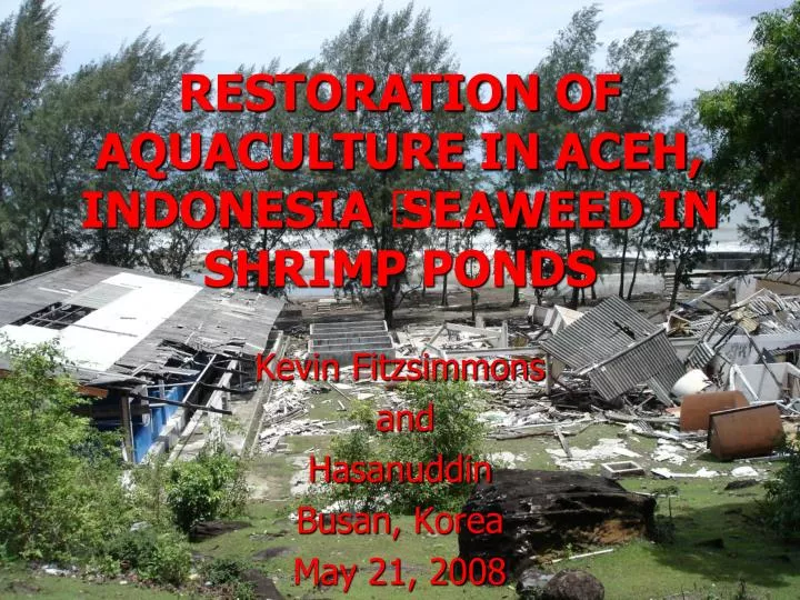 restoration of aquaculture in aceh indonesia seaweed in shrimp ponds