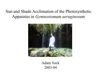 Sun and Shade Acclimation of the Photosynthetic Apparatus in Gymnostomum aeruginosum