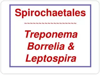Spirochaetales ~~~~~~~~~~~~~~~~~~ Treponema Borrelia &amp; Leptospira