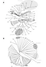 Phylogeny of LRRs in P. amoebophila's Lgr Genes - slide 1