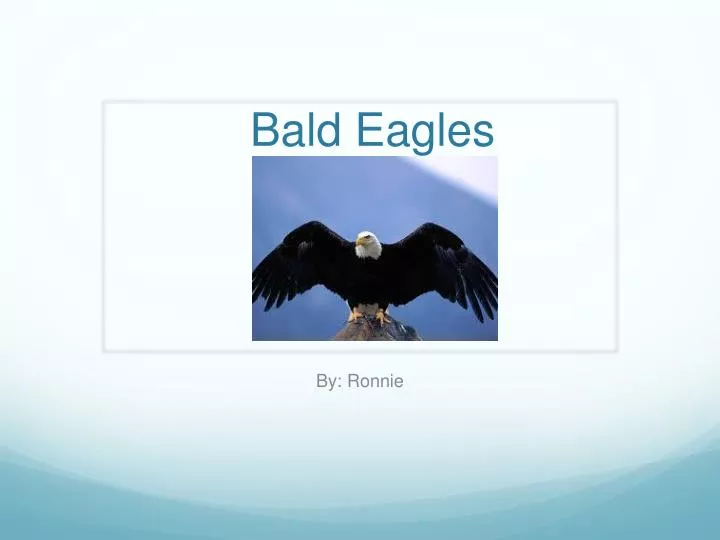 bald eagles