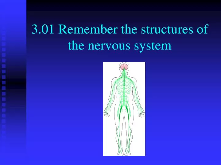 3 01 remember the structures of the nervous system