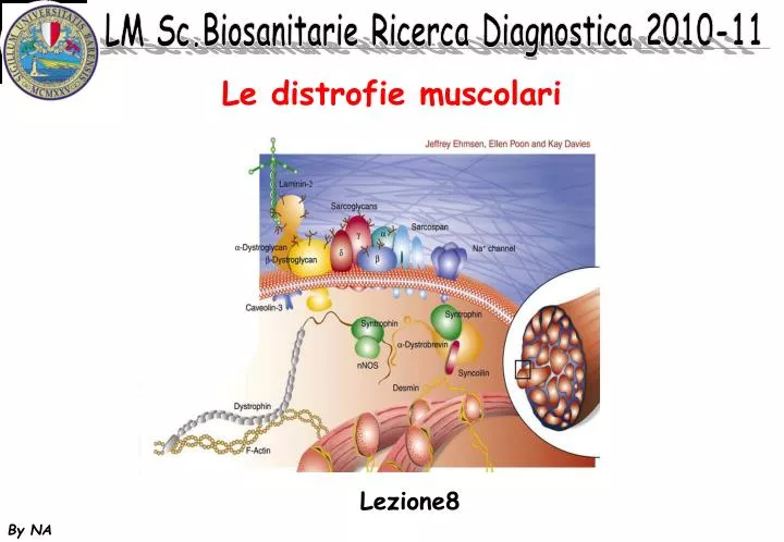 le distrofie muscolari