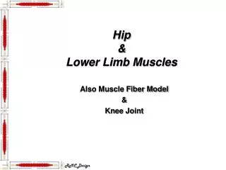 hip lower limb muscles