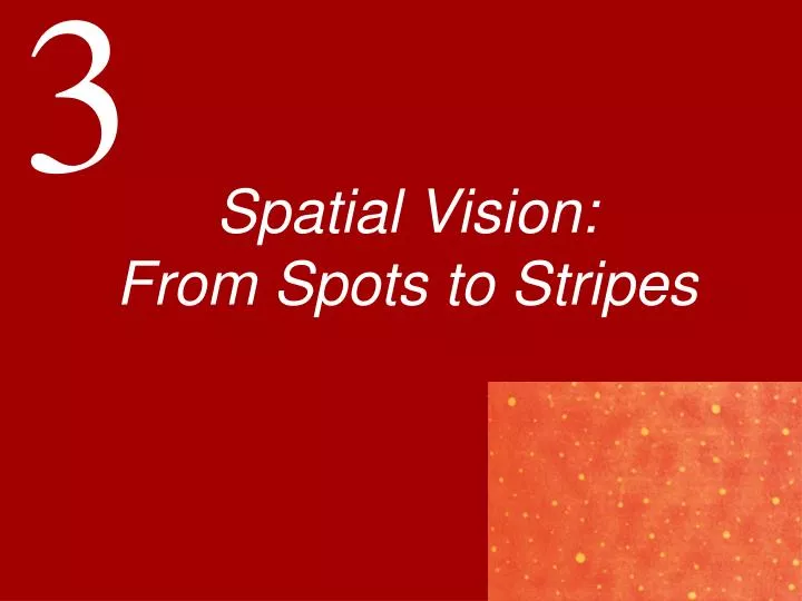 spatial vision from spots to stripes