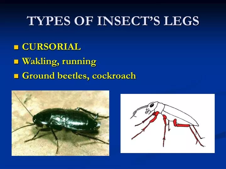 types of insect s legs