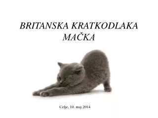 britanska kratkodlaka ma ka