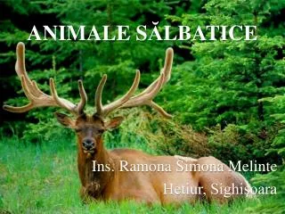 animale s lbatice