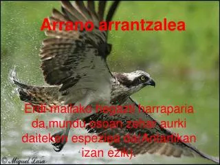arrano arrantzalea