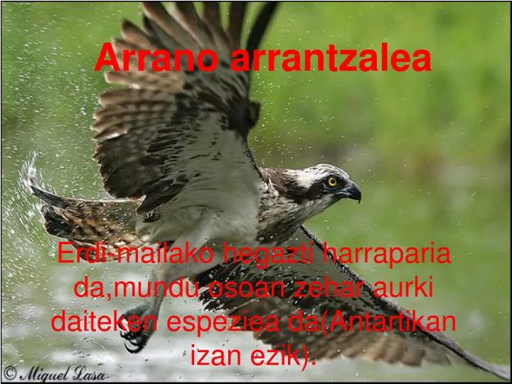 arrano arrantzalea