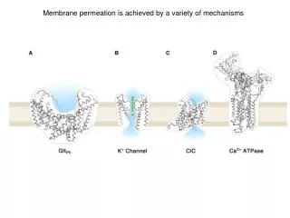 Membrane permeation is achieved by a variety of mechanisms