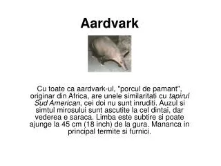 aardvark