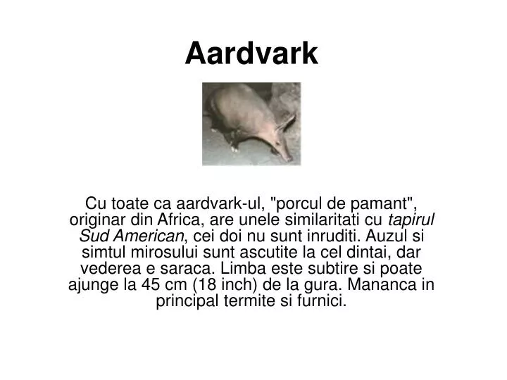 aardvark