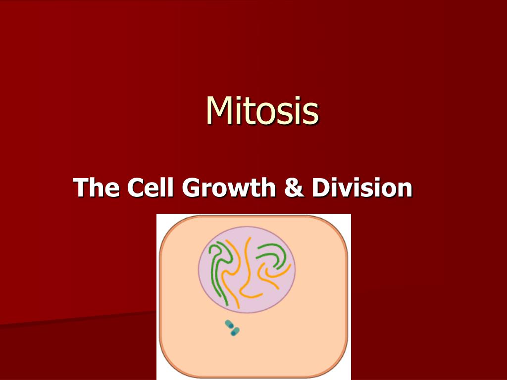 PPT - Mitosis PowerPoint Presentation, free download - ID:4701964
