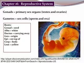 Chapter 16: Reproductive System